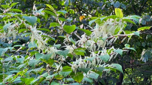 Wallpaper Mural Flowering Japanese Knotweed (Fallopia japonica) an invasive plant in Abbekas, Skurup community, Scania, Sweden, Scandinavia, Europe Torontodigital.ca