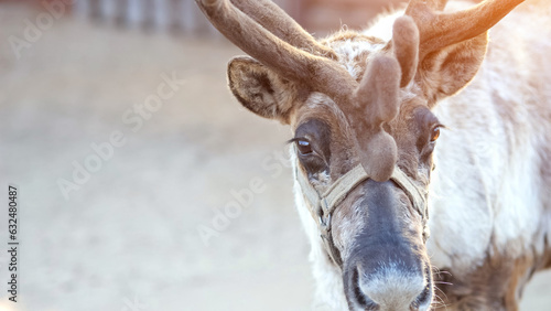 Canvas Print Calm reindeer with big antlers and halter on muzzle in zoo