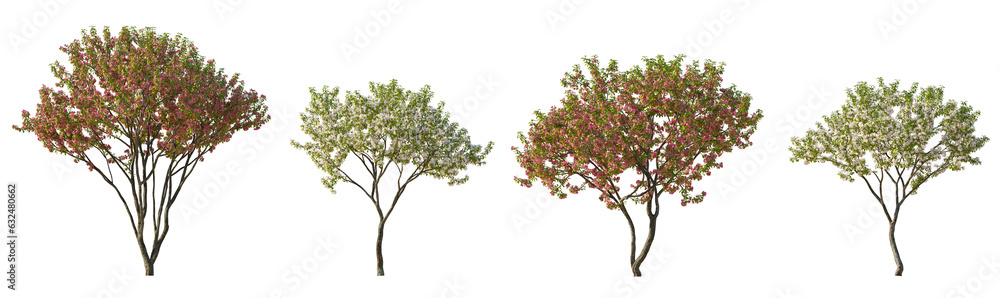 Set of flowering big bush malus shrub isolated png on a transparent background perfectly cutout blossom
