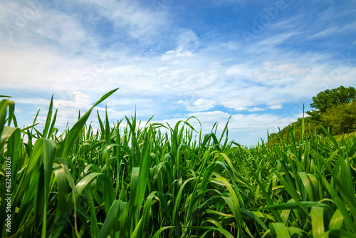 young green wheat sprouts agricultural field, bright spring landscape on a sunny day, blue sky as background