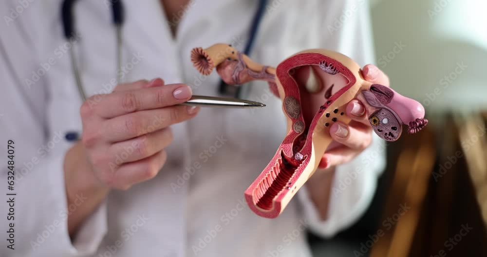 UTERUS HUMAN ANATOMY IMAGE FUNCTION DISEASES AND TREATMENTS visual data 6