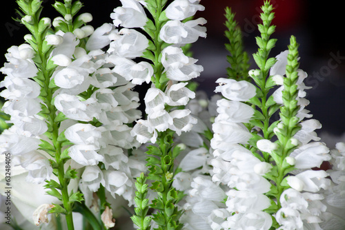Physostegia virginiana. White flowers of bedient plant or obedience or false dragonhead close up. photo