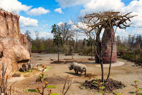 Photography A panorama of a safari close to the natural habitat created by man for the wild animals of rhinoceros and zebras