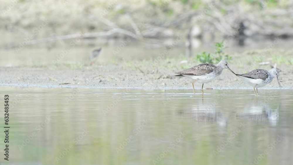 Looking for food in the wetlands (Tringa nebularia) Looking for food in the wetlands (Tringa nebularia)