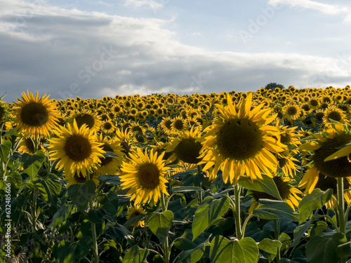 Sunflower Splendor: Maximizing Yields in Large Agricultural Areas