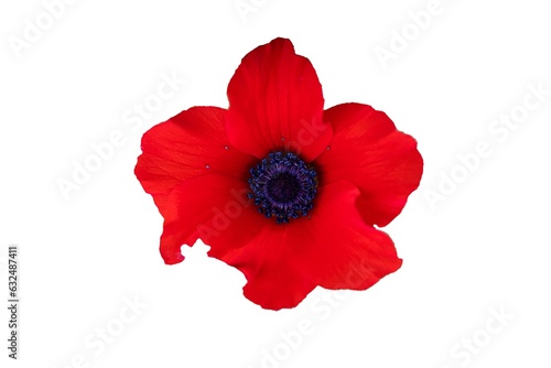 red poppy isolated on white background