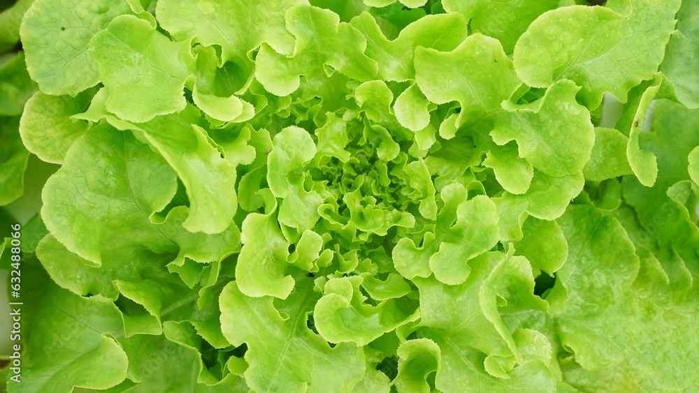 Green lettuce in the farm. Green lettuce in the farm.