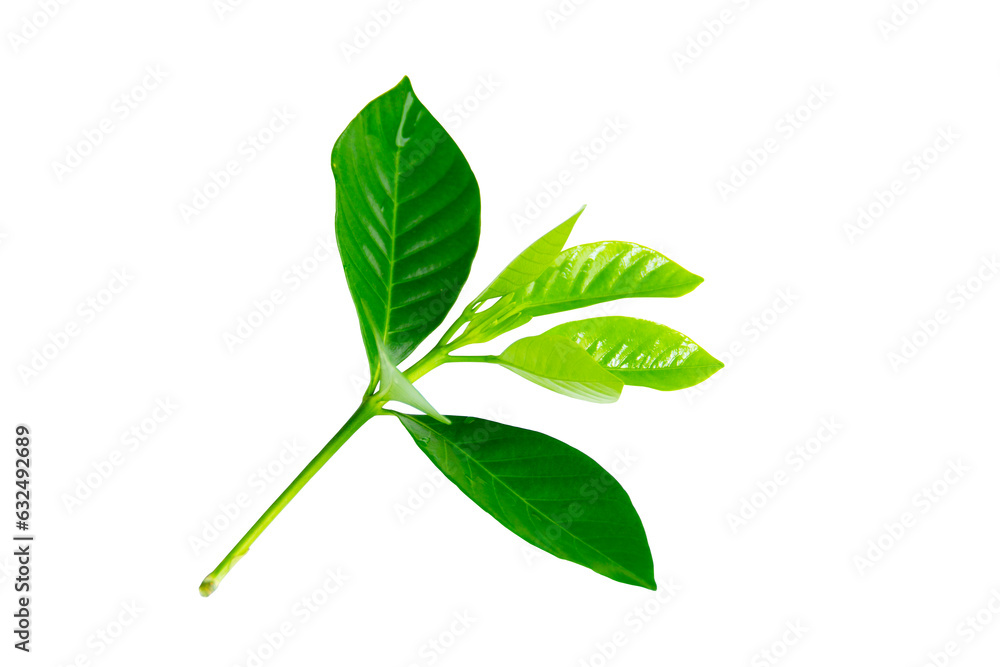 Green leaf element isolated on white background Green leaf element isolated on white background