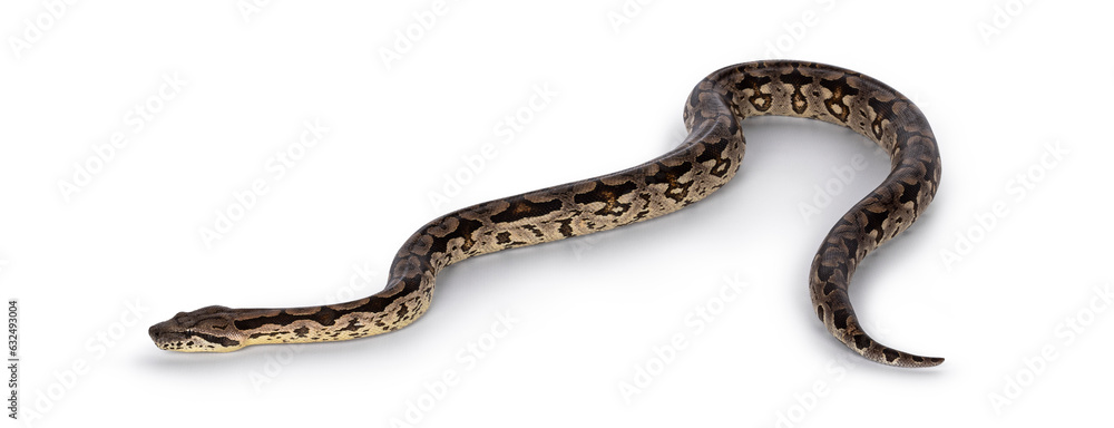 Fototapeta premium Full body shot of a Boa snake in movement. Isolated on a white background.