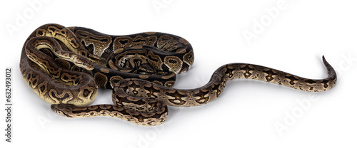 3 snakes; 2 Ball Python and a Boa, tangled up and living like friends. Isolated on a white background