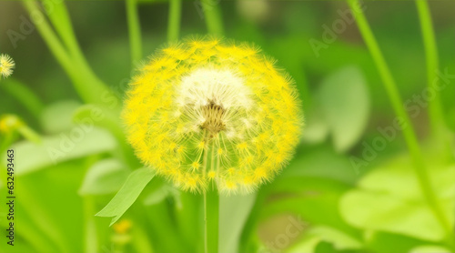 Dandelion closeup of flower in nature for spring and natural background garden by Generative AI