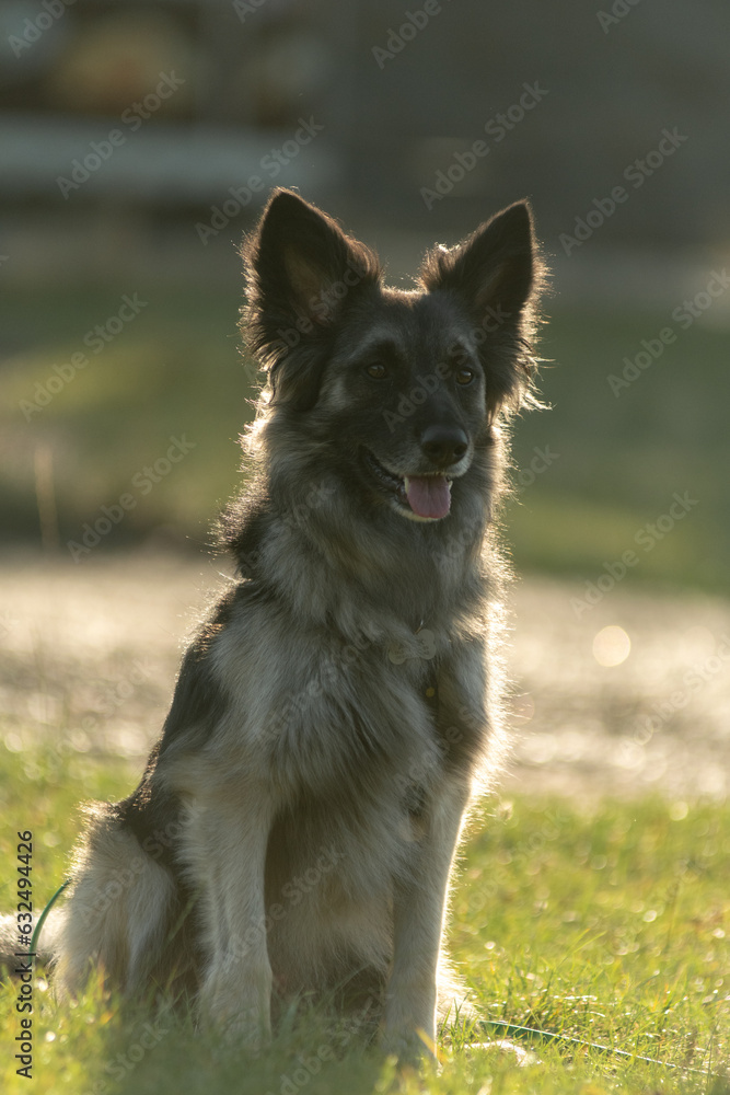 Backlit portrait of a mix breed dog Backlit portrait of a mix breed dog