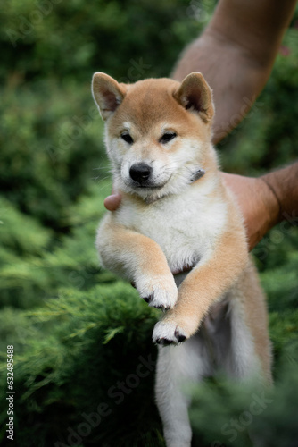 Cute shiba inu puppy on a green lawn in summer playing