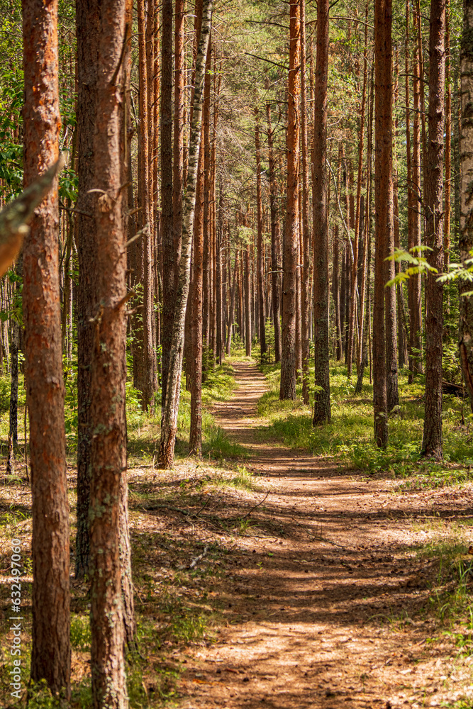 Obraz premium Pine forest in the summer. Forest landscape. Pine forest.