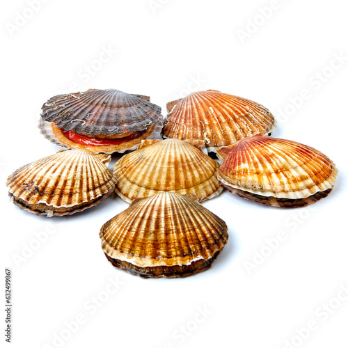 Scallop live on a white background