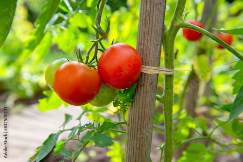 closeup on red tomatoes ripening in a vegetable garden attached to a guardian...