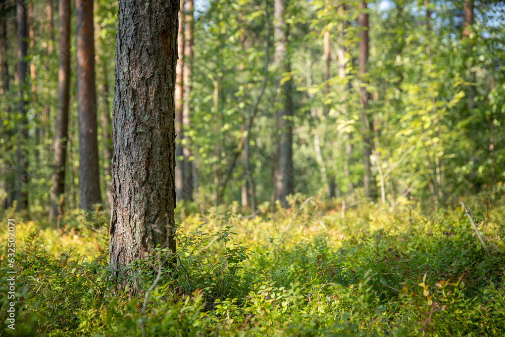 Obraz premium a focus at pine tree trunk at green forest