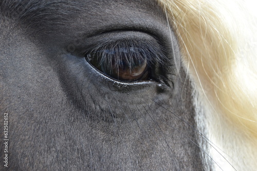 Pferd  Tinker Auge