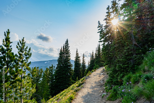 Canvas Print Sun glinting through pine trees on a dirt hiking trail winding up mount rainier