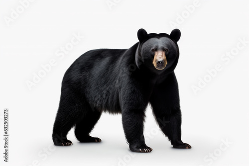Black bear on a white isolated background © Uliana