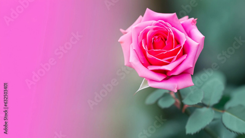 Rose of pink color on blurred background. Copy space for text. Mock up template