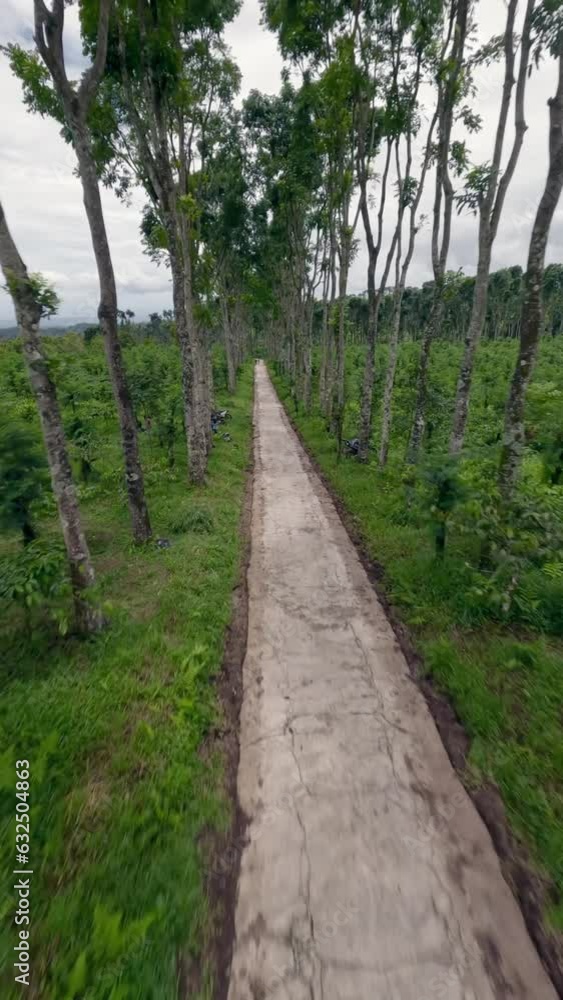 Vertical video 4k. FPV sport drone moving through long asphalt countryside empty alley with pathway between tall trees with thin trunks growing. Forest on gravel trail gloomy overcast day aerial view Vertical video 4k. FPV sport drone moving through long asphalt countryside empty alley with pathway between tall trees with thin trunks growing. Forest on gravel trail gloomy overcast day aerial view