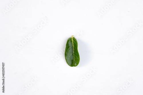 Fototapeta Naklejka Na Ścianę i Meble -  One green leaf of a tropical tree isolated on white background.