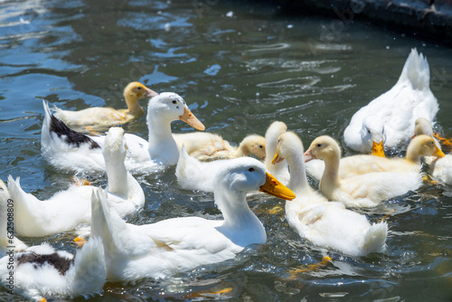 Fototapeta Naklejka Na Ścianę i Meble -  Duck swim in the water pond at farm