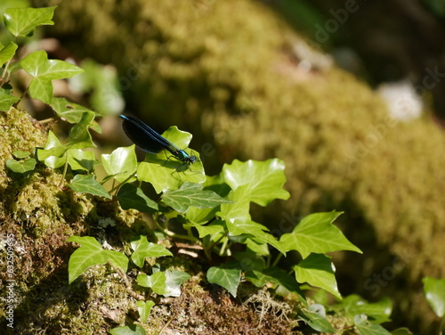 a blue damselfly on ivy leaf photo