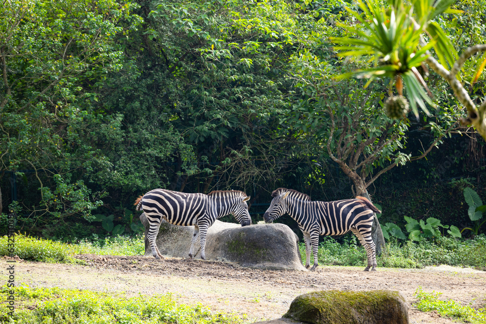 Naklejka premium Zebra in the safari park