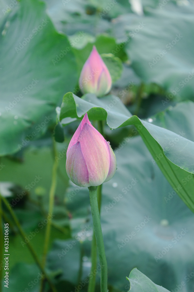 The bud of a lotus flower in a lotus pond The bud of a lotus flower in a lotus pond