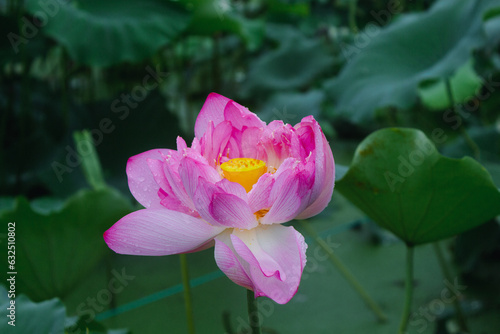 Lotus flowers blooming in the lotus pond  