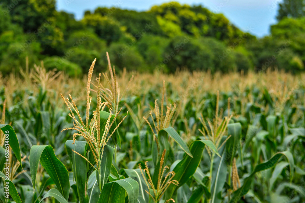 Fototapeta premium The corn plant in the field 