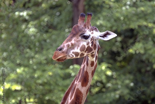 Żyrafa z profilu (Giraffa)