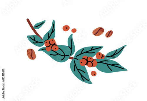 Coffee berries growing on branch. Coffe plant, raw fresh beans. Coffea harvest, caffeine culture. Modern botanical flat vector illustration isolated on white background