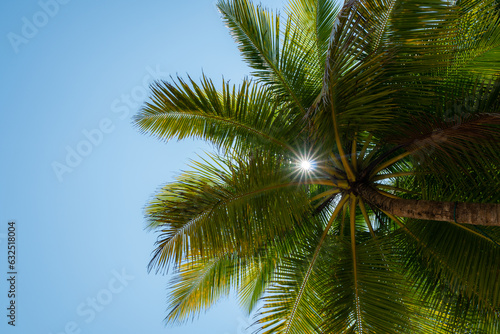 Close-up Coconut palm tree on Beautiful Tropical beach, copy space, insert text.