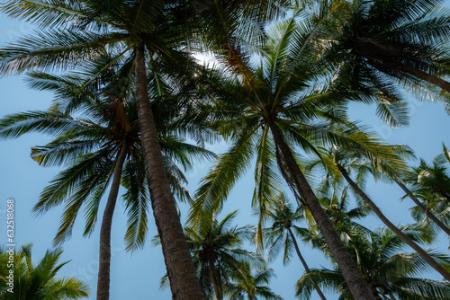 Coconut palm tree on Beautiful Tropical beach  buttom up