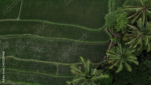 Bali's Lush Landscape: Elevated Panorama Over Rice Fields and Palm Canopies - 4K Aerial Insight