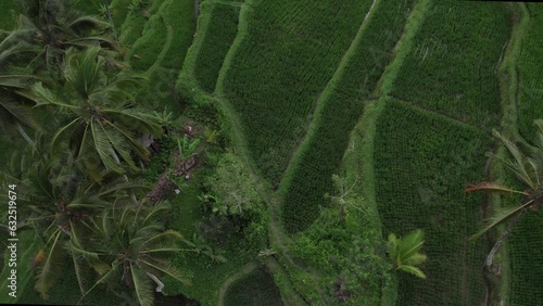 Bali from Above: Ascending Over Vibrant Rice Fields and Palm Tops – 4K Aerial Panorama
