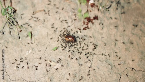 Ants eat bugs team hunting