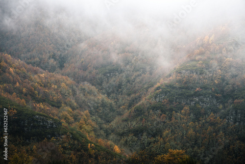 Extensive forests on the mist covered slopes