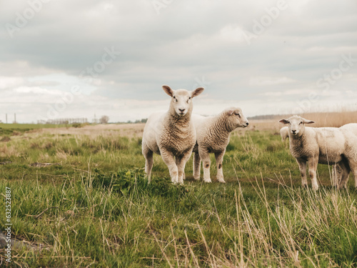 sheep, lamb, nature, outdoor, farming, cloudy, countryside, Germany, coast, nordish, field, sky, clouds, 