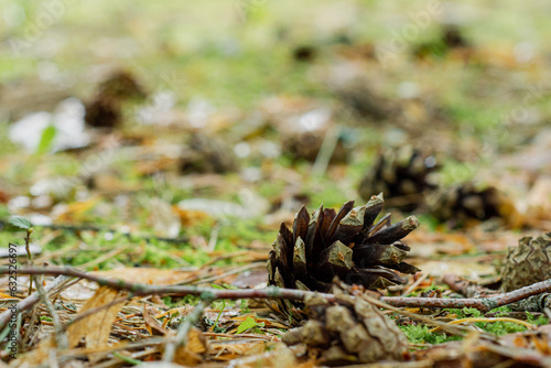 pine cone on the ground