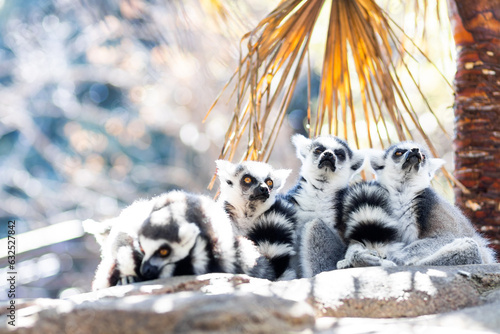 Family of cute little Ring-tailed lemur sitting in the shade on a hot summer day on Madagascar. © kasto