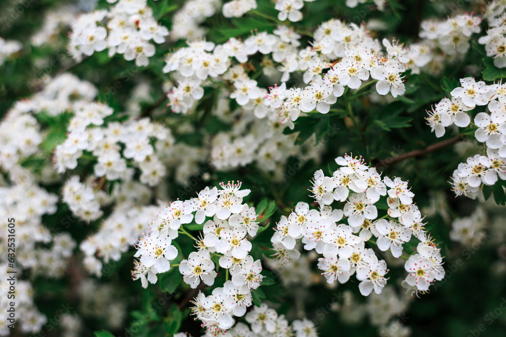 Many white flowers in spring, blooming bush, macro. Nature. Many white flowers in spring, blooming bush, macro. Nature.