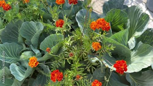 White cabbage and marigolds flowers grow together. Garden vegetables companion to repel disease, insect pests and attract pollinators.
