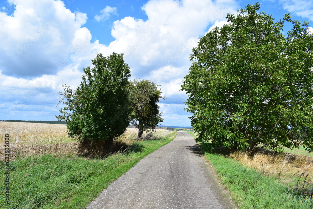 apple tree on both sides of a dirt road