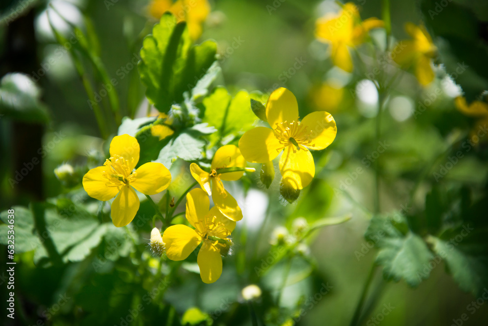 Obraz premium medicinal plant celandine close-up. traditional medicine