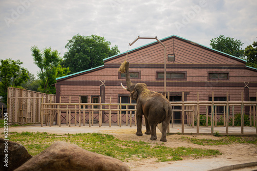 A huge adult African elephants walking in a zoo against a stone wall background photo