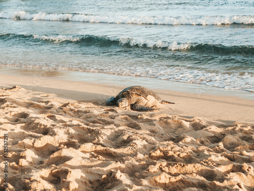 Hawaii, turtle, beach, sand, ocean, nature, coast, coastline, animal, shore, travel, island, sky